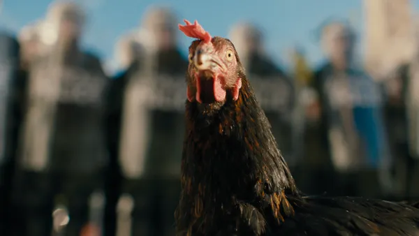 Hen