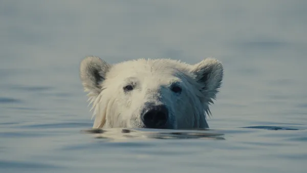 Nuisance Bear
